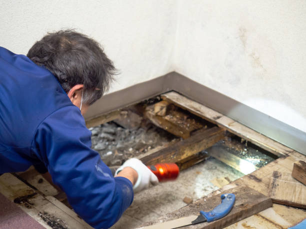Best Mold Cleaning Services  in Hephzibah, GA