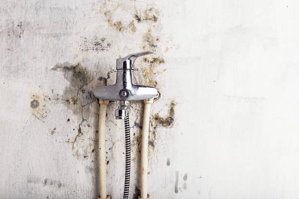 Professional Mold Removal in Hephzibah, GA