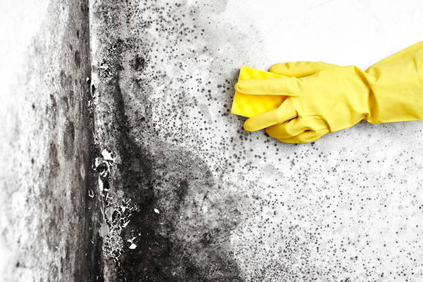 Best Home Mold Removal  in Hephzibah, GA