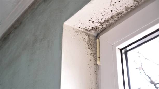 Best Attic Mold Removal  in Hephzibah, GA