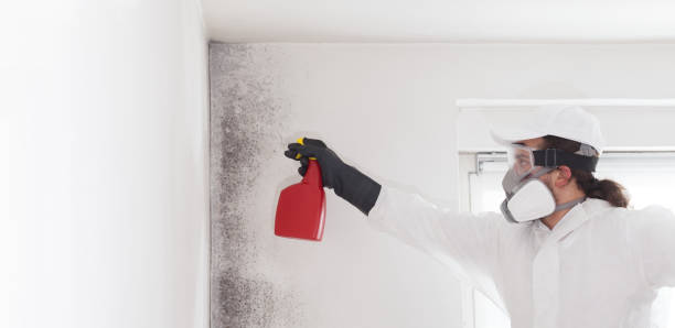 Best Crawl Space Mold Removal  in Hephzibah, GA