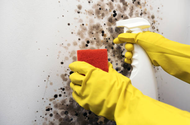 Best Certified Mold Removal  in Hephzibah, GA