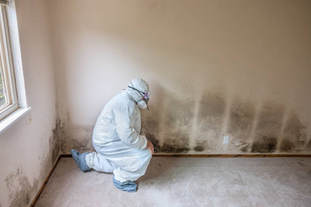Best Emergency Mold Removal  in Hephzibah, GA