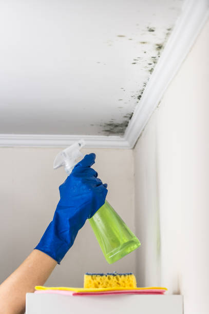 Best Mold Damage Repair  in Hephzibah, GA
